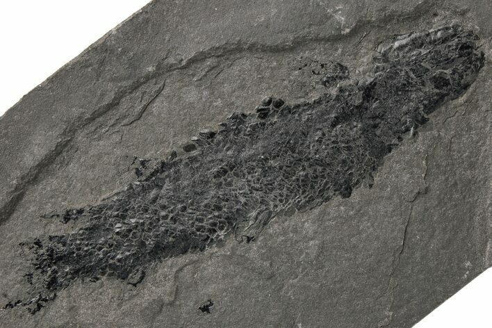 Devonian Lobe-Finned Fish (Osteolepis) Pos/Neg - Scotland #217956